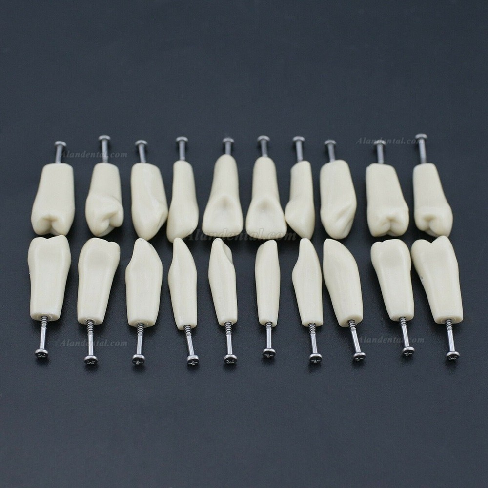 Dental Typodont M8023 32Pcs Replacement Teeth Compatible Columbia 860